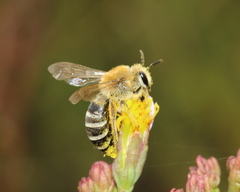 Colletes halophilus