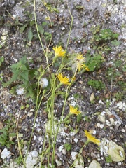 Sonchus arvensis arvensis