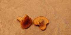 Hydnum rufescens