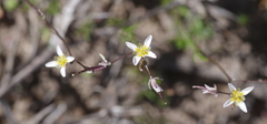 Heliophila pendula