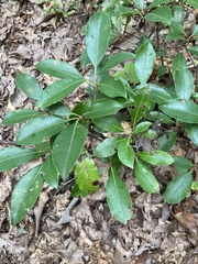 Kalmia latifolia