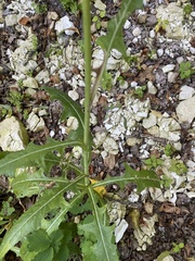 Sonchus arvensis arvensis