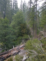 Quercus vacciniifolia