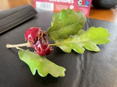 Andricus dentimitratus