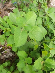 Brickellia adenolepis