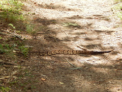 Crotalus horridus