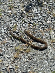 Thamnophis sirtalis pallidulus