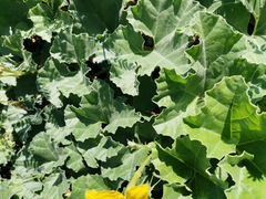 Apodanthera undulata