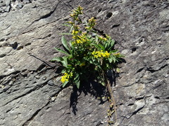 Solidago hispida