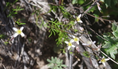 Heliophila pendula
