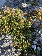 Sesuvium microphyllum