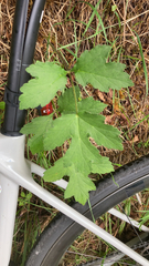 Heracleum sphondylium