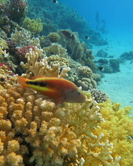 Paracirrhites forsteri