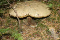 Caloboletus conifericola