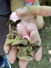 Tapinella panuoides
