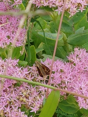 Atalopedes campestris