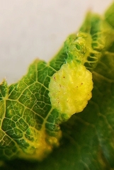 Dasineura ulmaria