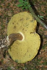Caloboletus conifericola