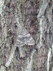 Catocala deducta