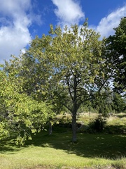 Fraxinus excelsior