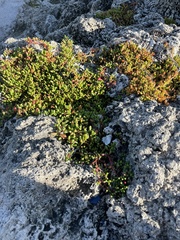 Sesuvium microphyllum