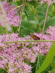 Atalopedes campestris