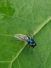 Condylostylus armipes