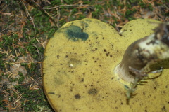 Caloboletus conifericola