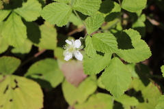 Rubus caesius