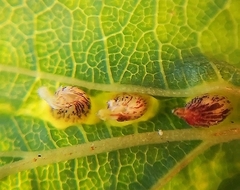 Dasineura ulmaria