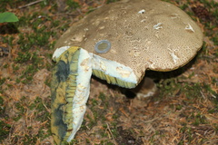 Caloboletus conifericola
