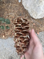 Pseudotsuga macrocarpa