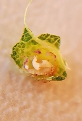 Dasineura ulmaria