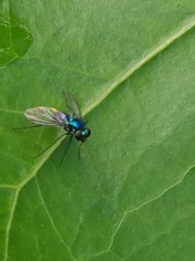 Condylostylus armipes