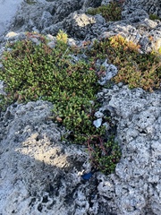 Sesuvium microphyllum