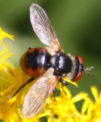 Gymnosoma