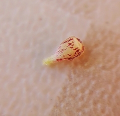 Dasineura ulmaria