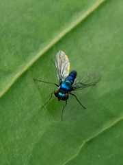 Condylostylus armipes