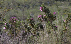 Pelargonium panduriforme