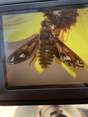 Poecilanthrax alcyon