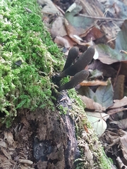 Xylaria longipes