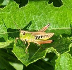 Pseudochorthippus curtipennis