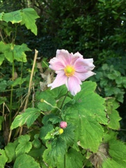 Eriocapitella hupehensis