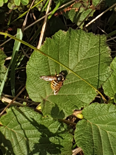 Yellow-barred Peat Hover Fly photo 4