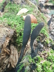 Xylaria longipes