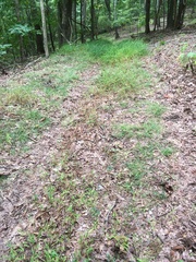 Microstegium vimineum