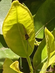 Cratichneumon