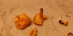 Cantharellus cibarius