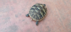 Testudo hermanni