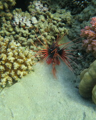 Pterois cincta